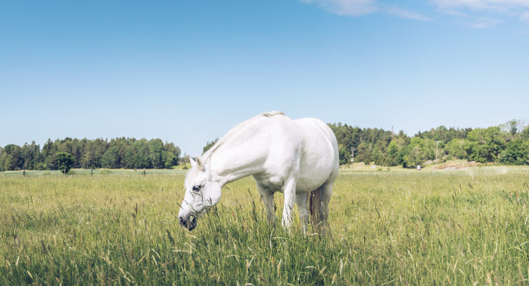 Connemaraponny på sommarbete.