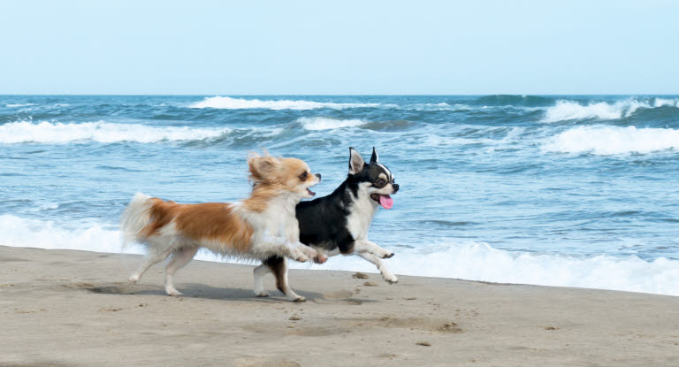 En långhårig och en korthårig chihuahua springer på stranden.