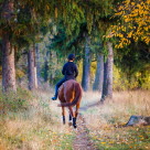 Häst och ryttare på uteritt i skogen. 