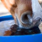 Häst dricker vatten
