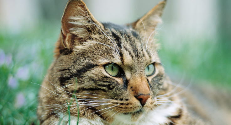 feber hos katt symptom feber hos katt symptom