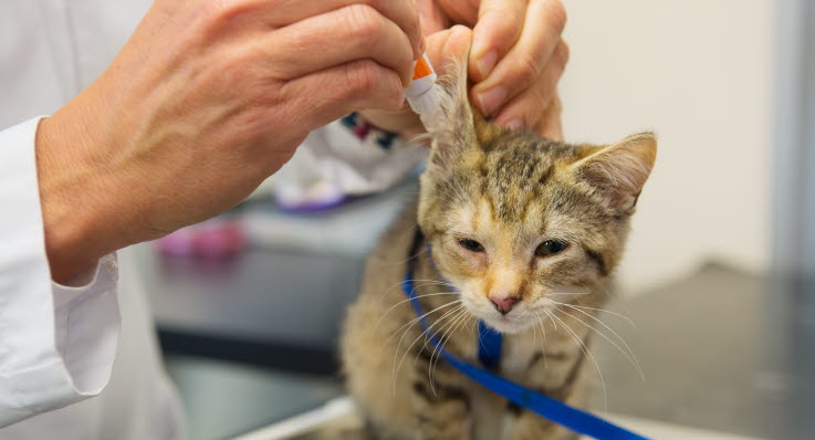 katt sår vid örat katt sår vid örat