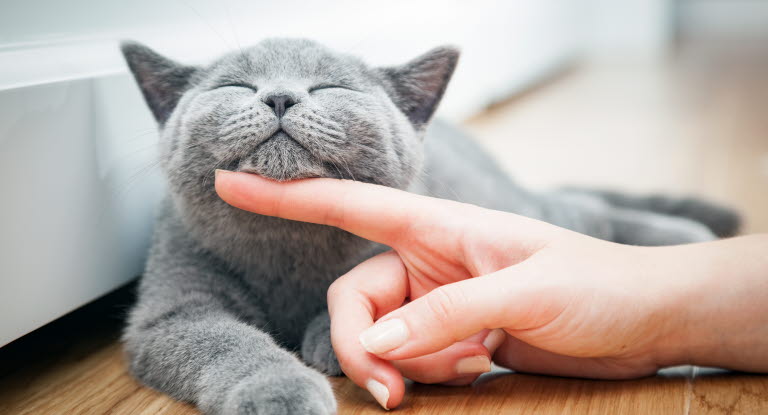 Forskning om diabetes på katt - Agria Djurförsäkring