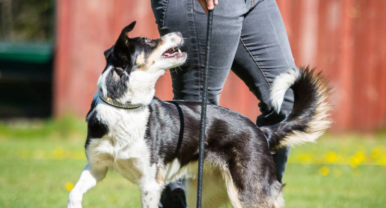 Hund och matte övar freestyle.