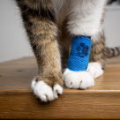 Vassa föremål kan fastna i huden på katten