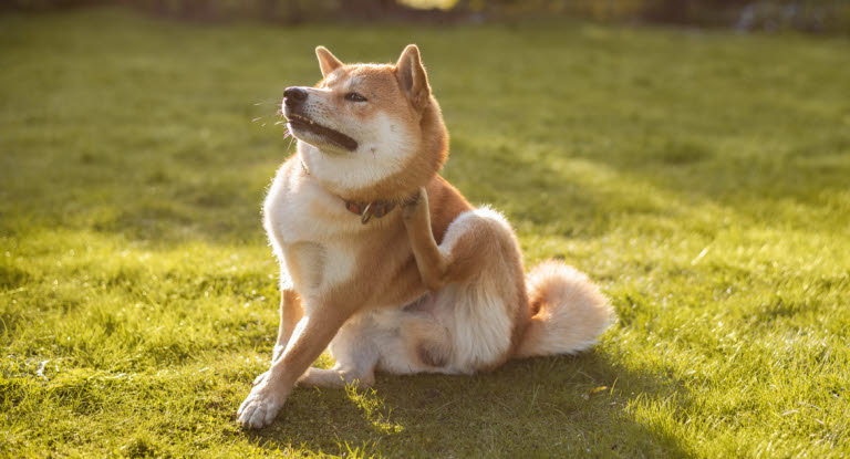 Att hunden kliar sig ovanligt mycket kan vara ett tecken på klåda.