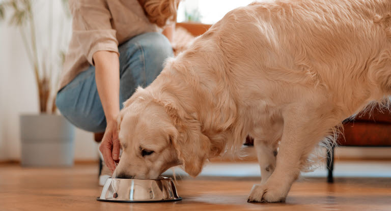 En hund med lindrig tarminflammation kan behöva skonkost för att återhämta sig.