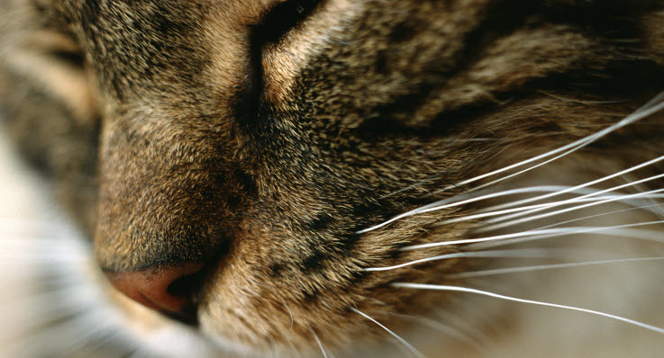 geggiga ögon katt