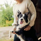 Tumörer är en vanlig orsak till veterinärbesök, känn därför igenom din hund regelbundet.