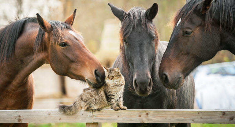 Ta hand om stallkatten bland hästarna