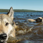 Hund som badar kan bli förgiftad av alger.