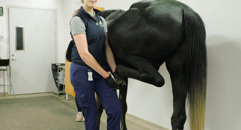 Diagnosisering av hälta