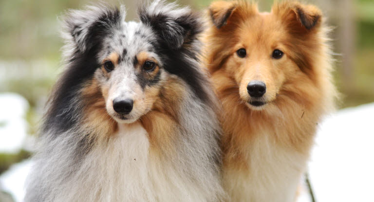 Två shelties i mellanstorlek.