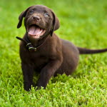 Labrador retriever är vanligaste rashunden i Sverige.