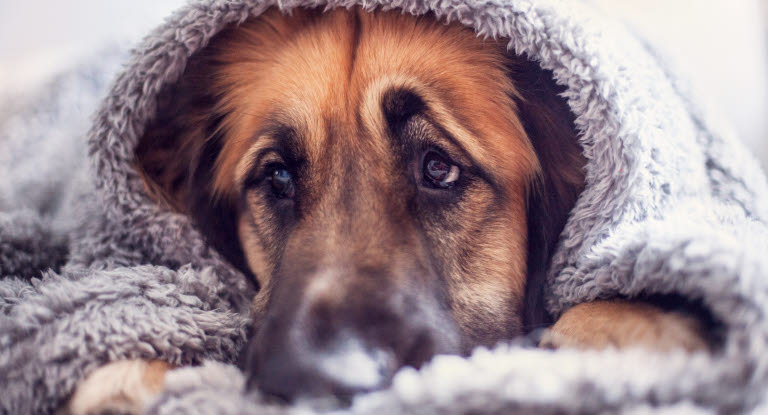 En skotträdd hund gömmer sig.