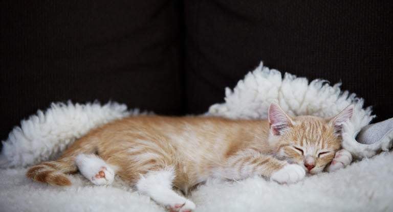 Katt som sover i sängen