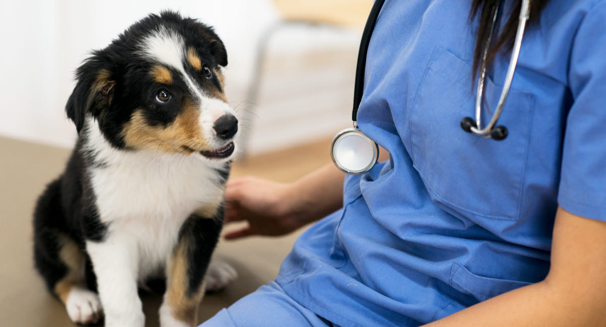 Porta shunt - levervärden på hund - Djurförsäkring