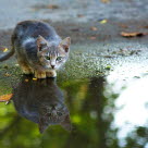 Hemlös katt som speglar sig i vattenpöl.