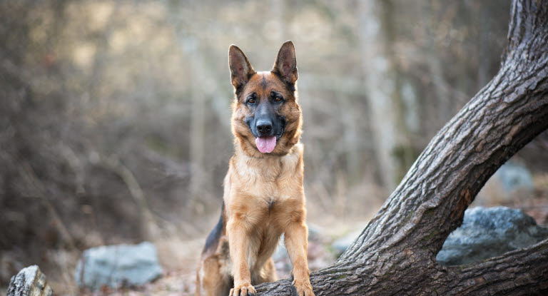 Tysk Schäferhund på äventyr i skogen. 