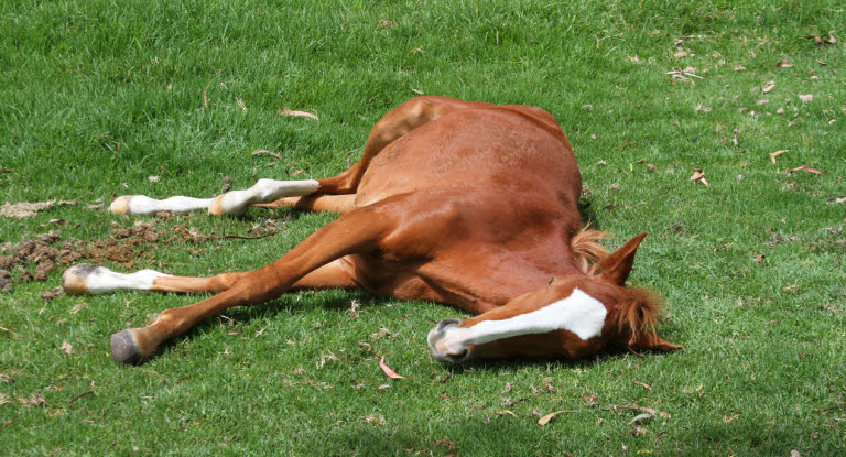Att en häst ligger ner kan bli livshotande
