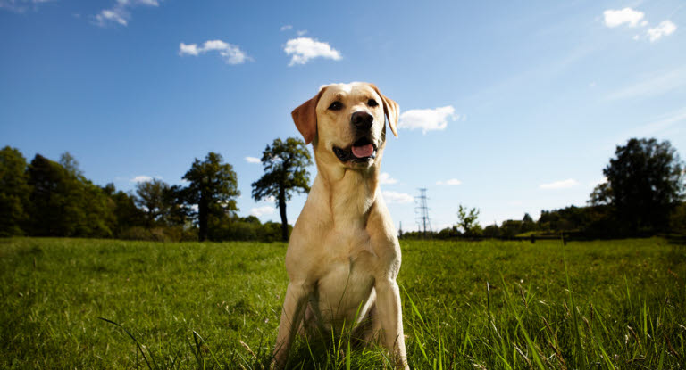 Labrador som sitter på grön äng. 