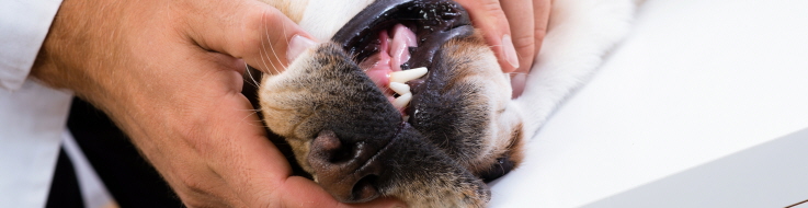Veterinär kollar tänderna på hund.