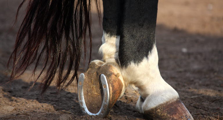 I Agrias hovskola lär du dig mer om hästens hovar.