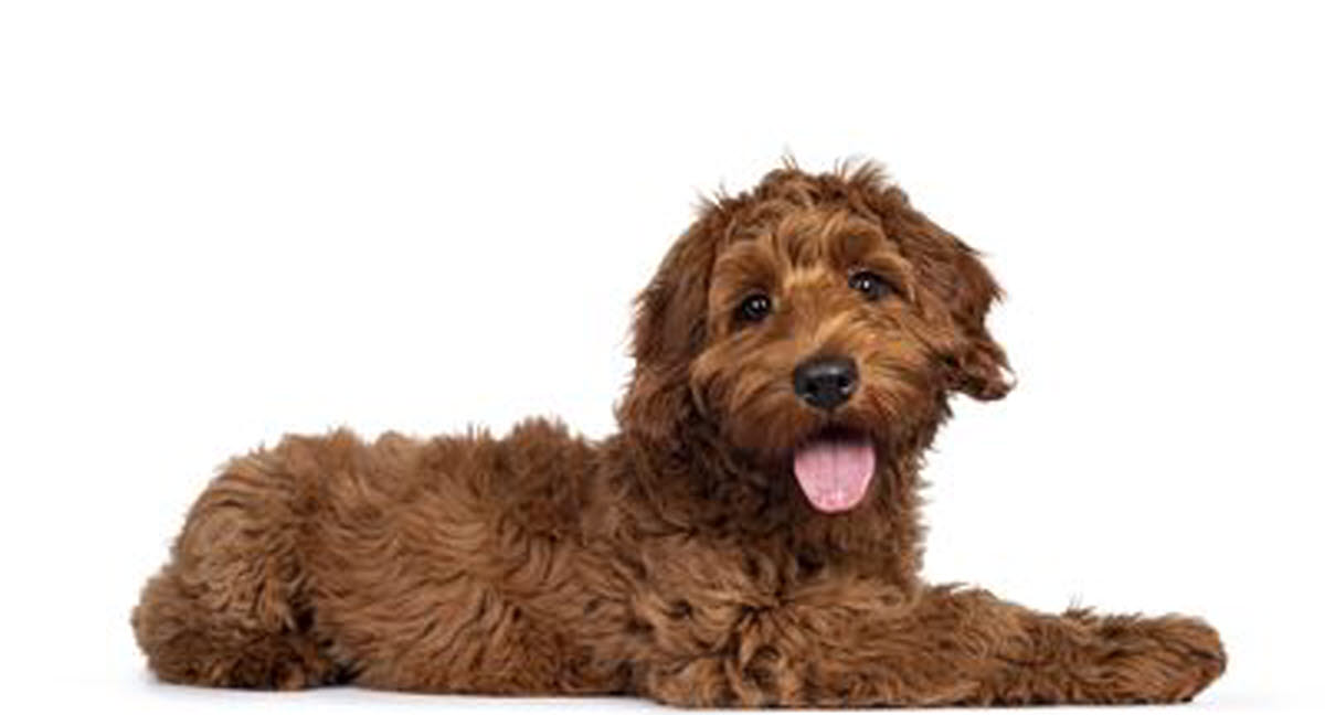 Goldendoodle pris cheap