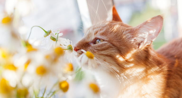 Kattunge luktar på blommor.