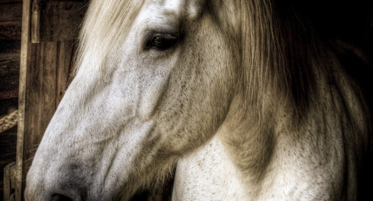 Stressade hästar mår dåligt och riskerar att bli sjuka.