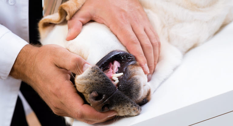 Veterinär undersöker hundens mun.