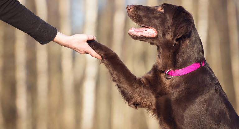 Hund med sin ägare