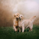 Tik som löper tillsammans med en annan hund – förstå tikens beteende under löpperioden.