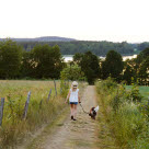 Hund som är ute på promenad på sommaren ska undvika att äta paddor.