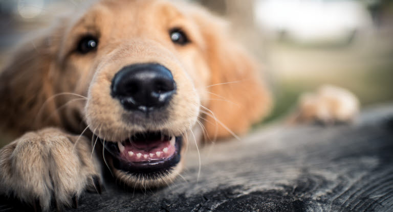 Golden retriever.