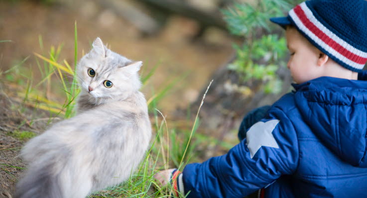 hur mycket mat ska en kattunge äta hur mycket mat ska en kattunge äta