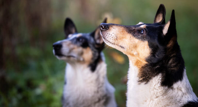 Tandköttsinflammation (gingivit) hos hund orsakas främst av bakteriebeläggningar i anslutning till tandköttskanten.