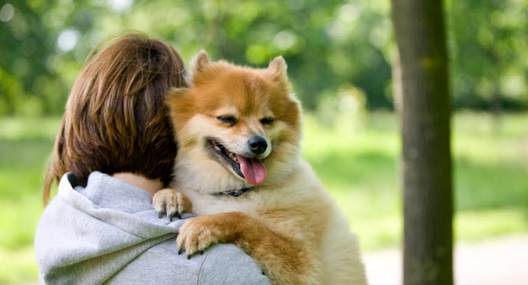 Så hjälper du din hund i akuta situationer.