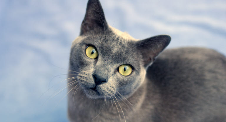 Synen är kattens viktigaste sinne. 