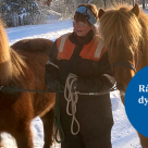 Kvinna som håller i två islandshästar.