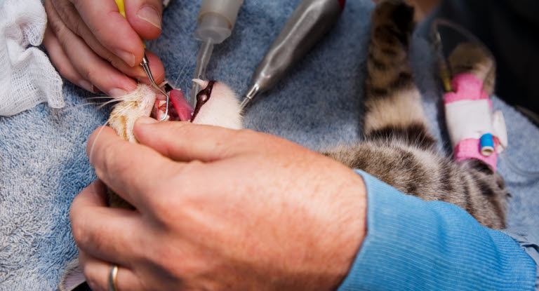 Vid en grundlig tandundersökning under narkos avlägsnar veterinären tandstenen och kontrollerar om tandfickor finns.