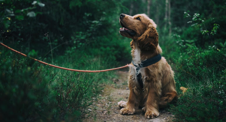 Hundar kan få urinvägsinfektion eller blåskatarr precis som vi människor. 