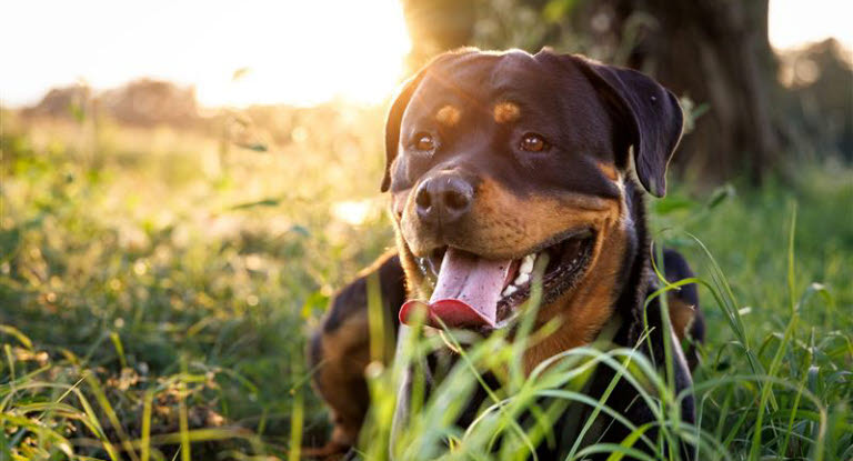 Rottweiler