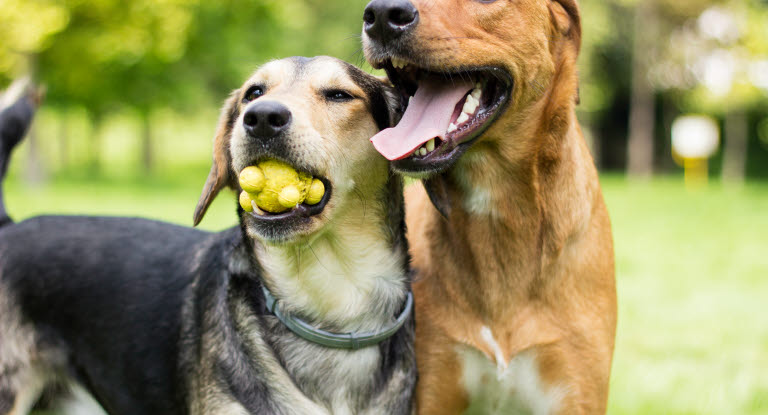 Tjuvparning hos hund är inte ovanligt