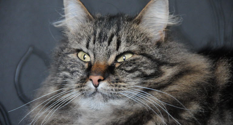 Parning och löpning hos katt - Agria Djurförsäkring