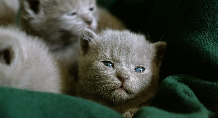 vad äter en kattunge vad äter en kattunge