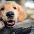 Golden retriever.