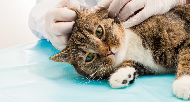 min katt skakar min katt skakar