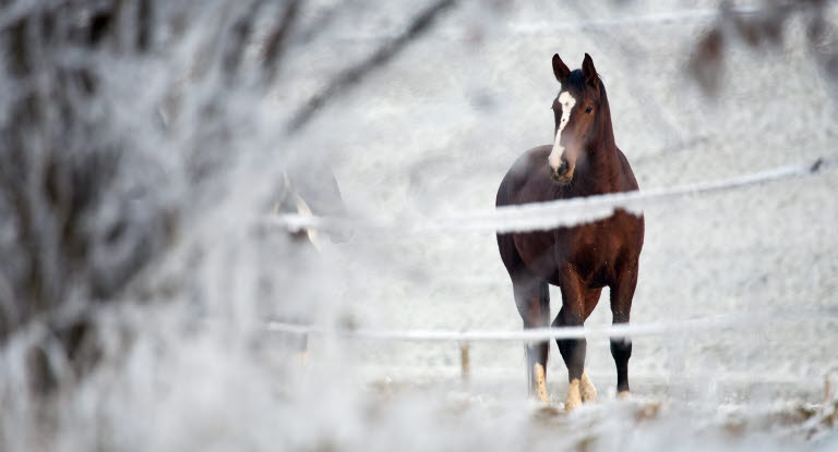fång häst vinter fång häst vinter