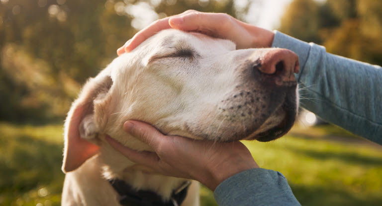 Genom att regelbundet känna igenom din hund kan du upptäcka eventuella knölar så tidigt som möjligt. 